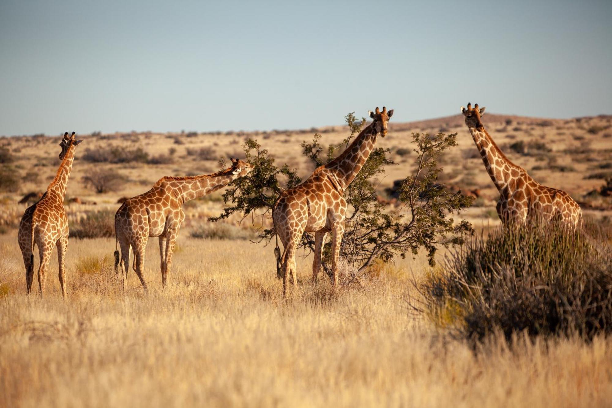 Sandfontein Lodge & Nature Reserve Dış mekan fotoğraf
