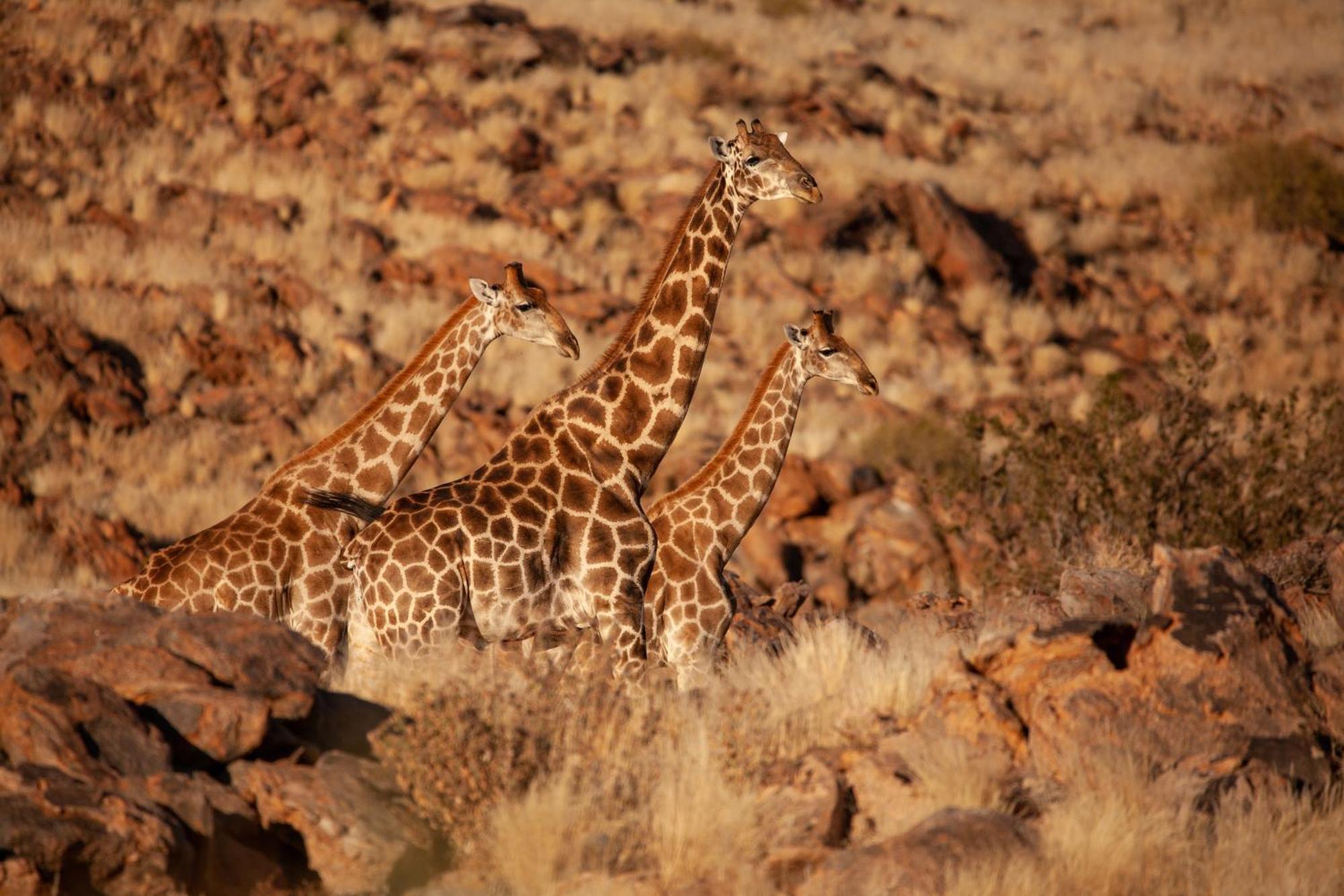 Sandfontein Lodge & Nature Reserve Dış mekan fotoğraf